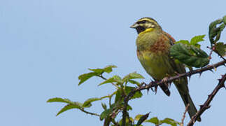 Cirl Bunting