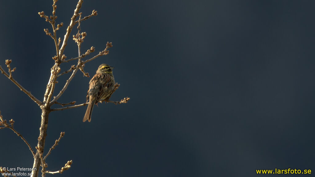 Cirl Bunting