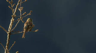 Cirl Bunting