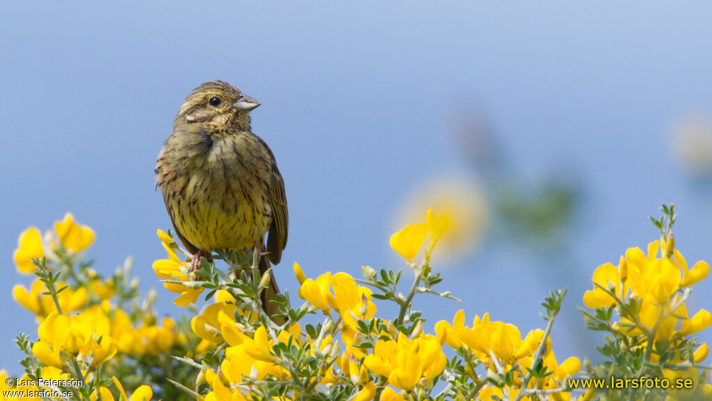 Cirl Bunting