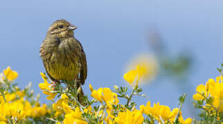 Cirl Bunting