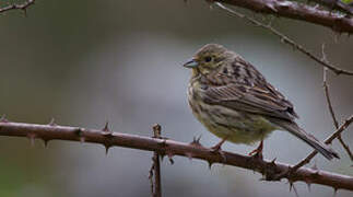 Cirl Bunting