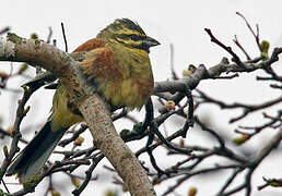 Cirl Bunting