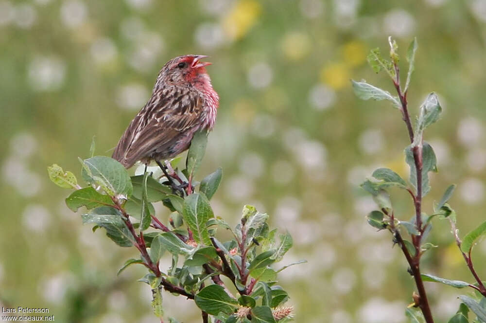 Przevalski's Finch male adult, identification