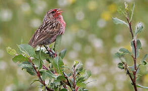 Przevalski's Finch