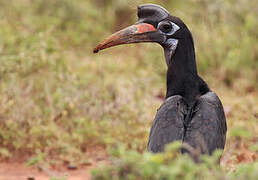 Abyssinian Ground Hornbill