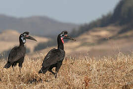 Abyssinian Ground Hornbill