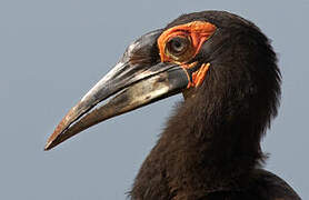 Southern Ground Hornbill