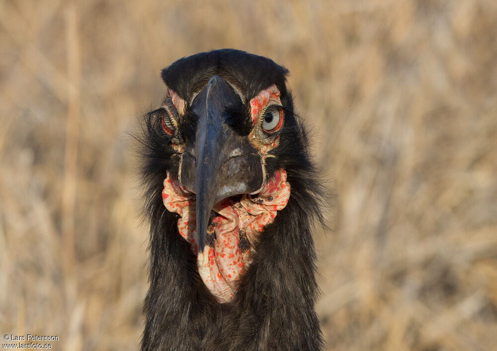 Southern Ground Hornbill