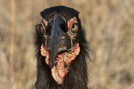 Southern Ground Hornbill