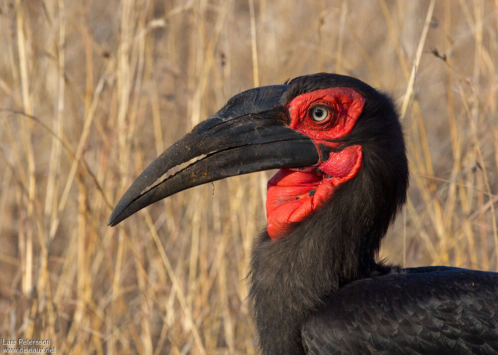 Southern Ground Hornbilladult, close-up portrait