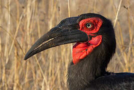 Southern Ground Hornbill