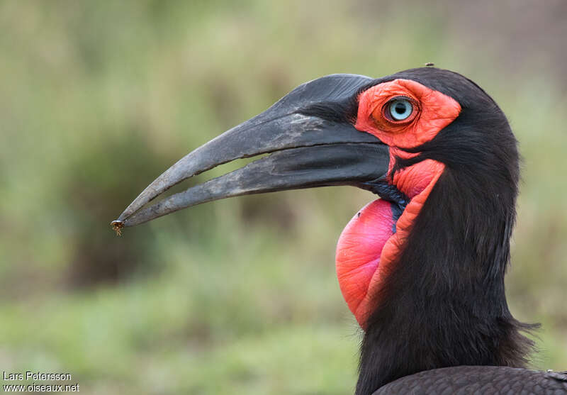 Southern Ground Hornbill female adult, close-up portrait