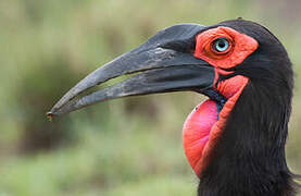 Southern Ground Hornbill