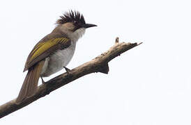 Bulbul à ailes vertes