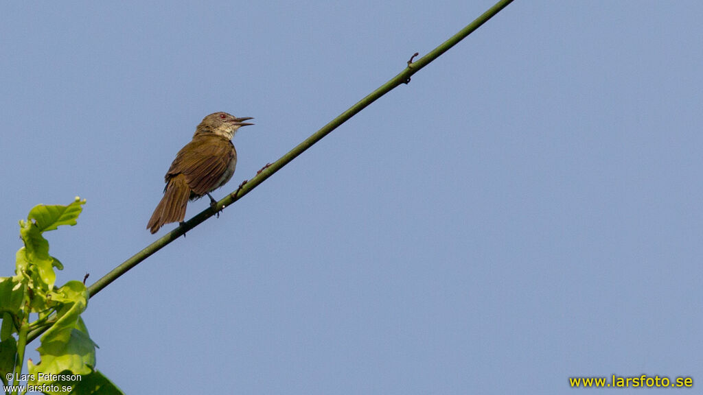 Bulbul à bec grêle