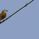 Bulbul à bec grêle