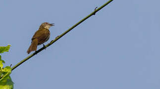 Slender-billed Greenbul