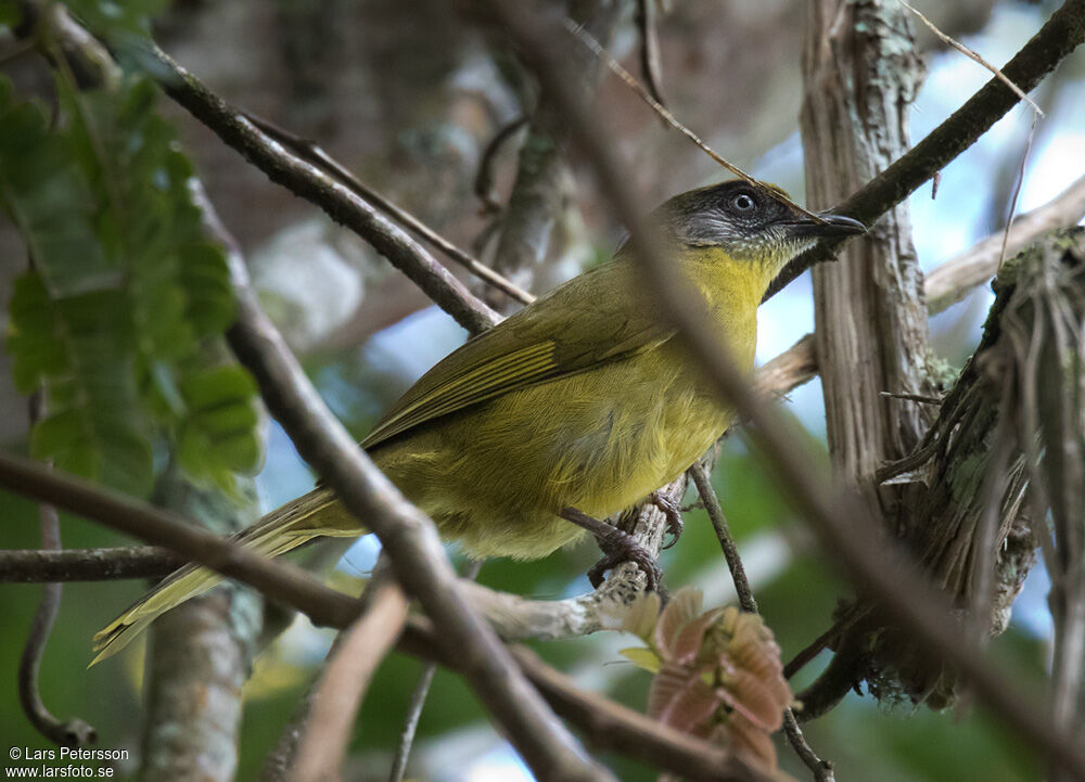 Stripe-faced Greenbuladult, identification