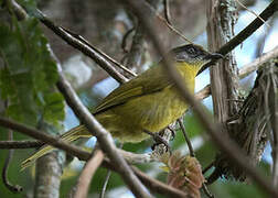 Stripe-faced Greenbul