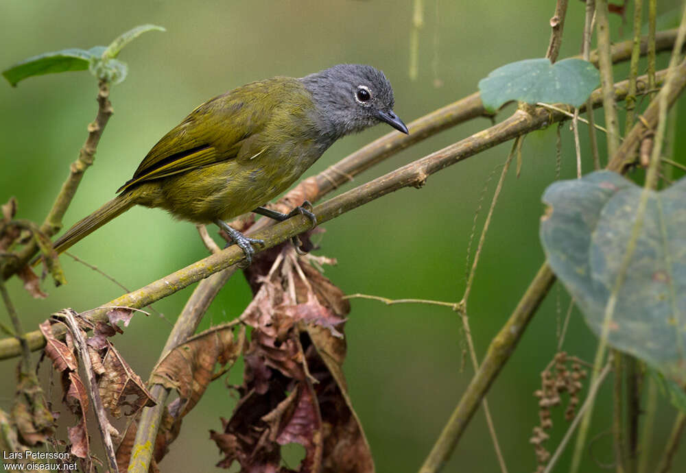 Western Greenbuladult, identification