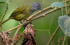 Western Greenbul