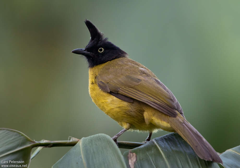 Black-crested Bulbuladult, identification