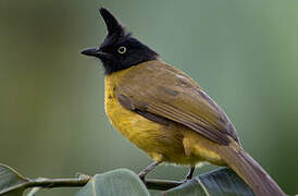 Black-crested Bulbul