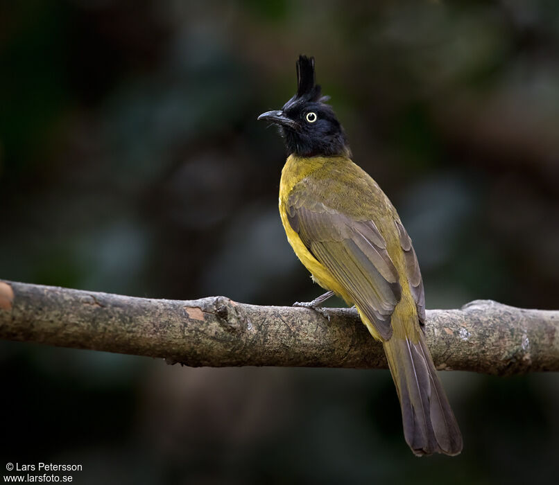 Bulbul à huppe noire