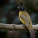 Bulbul à huppe noire