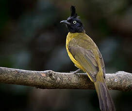 Bulbul à huppe noire