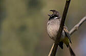 Bulbul à joues blanches