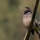 Bulbul à joues blanches