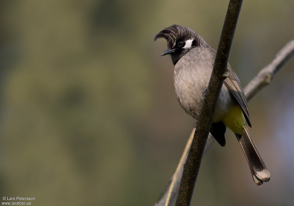 Himalayan Bulbul