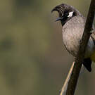 Bulbul à joues blanches