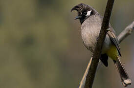 Himalayan Bulbul