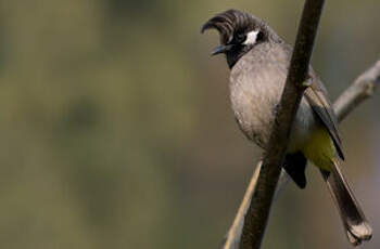 Bulbul à joues blanches