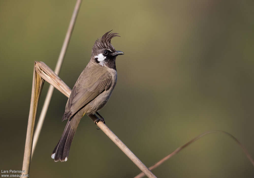 Bulbul à joues blanchesadulte, identification