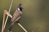 Bulbul à joues blanches