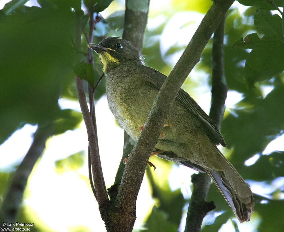 Bulbul à moustaches jaunes