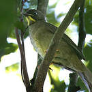 Bulbul à moustaches jaunes