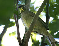 Bulbul à moustaches jaunes