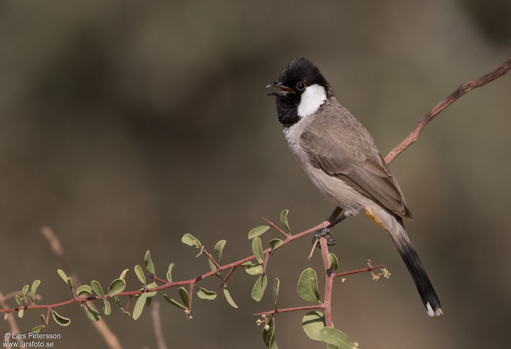 Bulbul à oreillons blancs