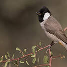 Bulbul à oreillons blancs