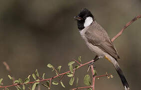 Bulbul à oreillons blancs