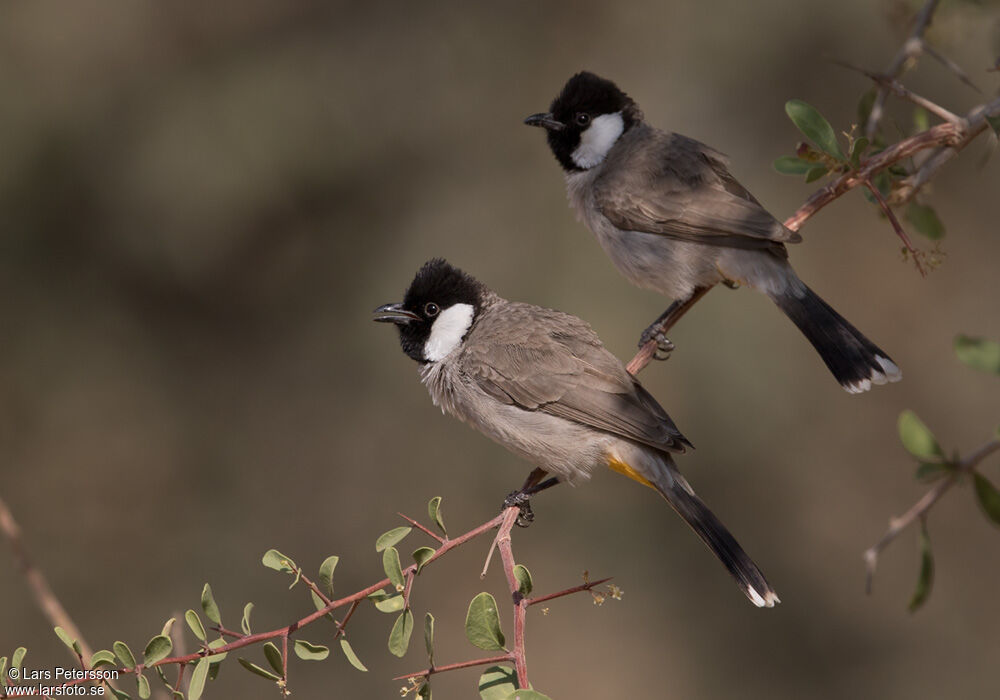 Bulbul à oreillons blancs