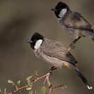Bulbul à oreillons blancs