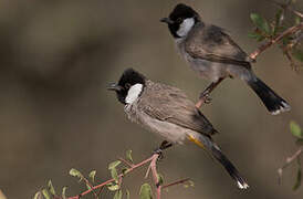 Bulbul à oreillons blancs