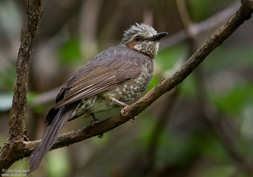 Brown-eared Bulbul