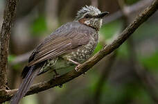 Bulbul à oreillons bruns